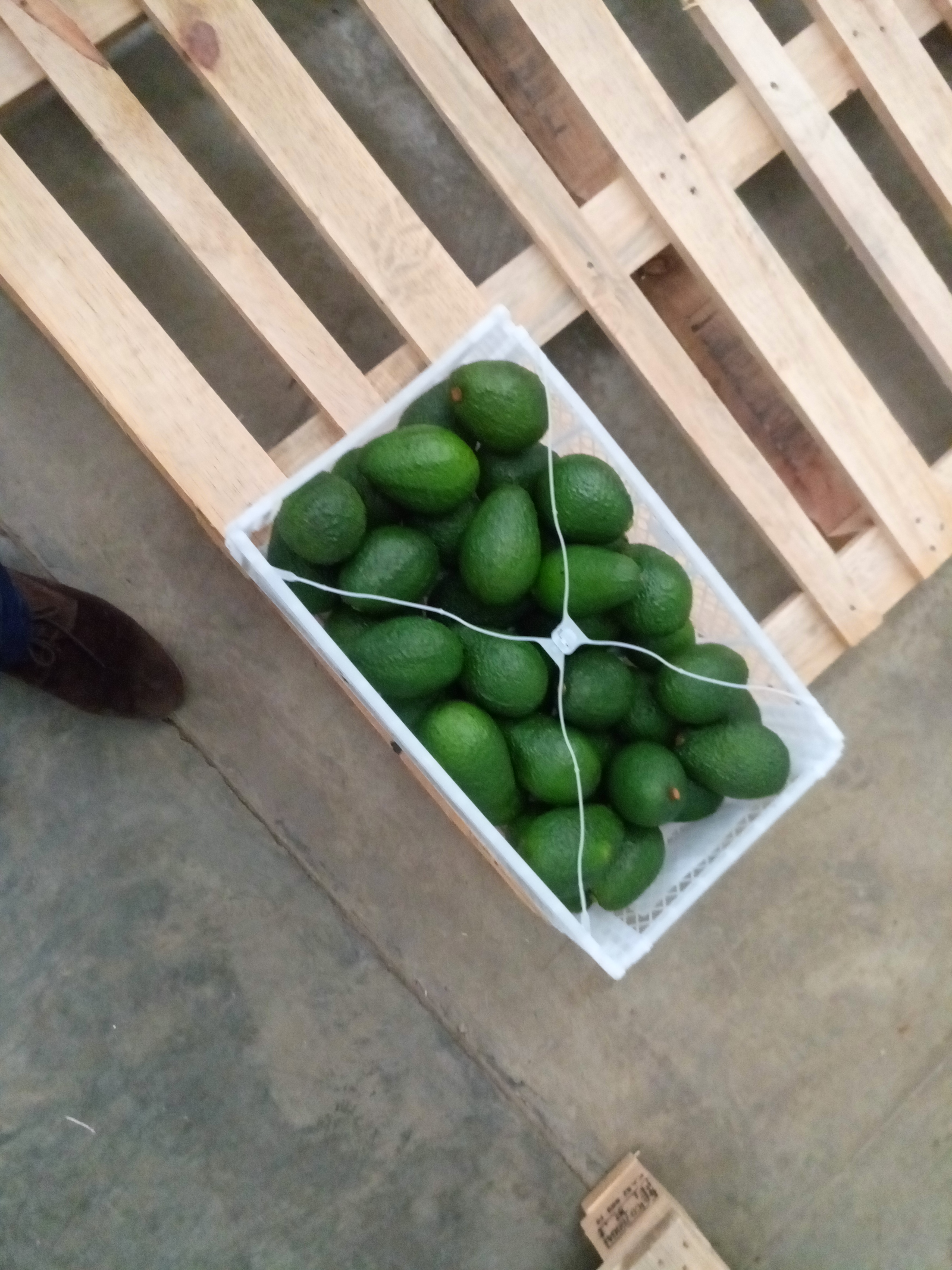 Fruta fresca Dorado División